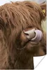 MuchoWow® Poster Schottischer Highlander - Braun - Tiere Produktbild-Vorschau 1
