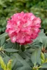 Rhododendron yakushimanum 'Sonatine', rosa Blüten, 25–30 cm Produktbild-Vorschau 5