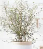 BALDUR Garten 1x Maori® Sophora Cotoneaster Little Baby, Produktbild-Vorschau 2