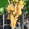 Jüterbog weiße Johannisbeere Hochstamm ca. 80-90 cm Stamm 4 Produktbild-Vorschau 1