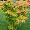 Bloomique - Acer Palmatum Orange Dream - Klon japoński - Podgląd zdjęcia produktu 6