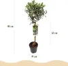 Olea Europaea - drzewko oliwne na pniu, wiecznie zielona Podgląd zdjęcia produktu 3