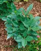 Aucuba japonica 'Rozannie', Japanische Aukube, immergrün, Produktbild-Vorschau 1
