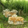 Oyster mushrooms growing on substrate blocks in an outdoor setting with grass and foliage. Voir les images du produit