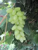 Vitis vinifera Centennial - Kernlose Weintraube Centennial Produktbild-Vorschau 2