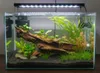 Décoration d'aquarium, racine de mangrove 50-70 cm, brun Voir les images du produit 8
