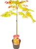 Bloomique - Acer Shirasawanum Moonrise - Klon japoński na Podgląd zdjęcia produktu 7