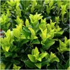 Japonský vrbovec Euonymus japonicus 'Green Spire' Ø7cm, Náhľad obrázku produktu 1