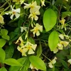 A close-up view of yellow and white star-shaped flowers and green leaves of a climbing plant. Podgląd zdjęcia produktu
