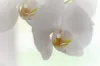 Agrecol Dünger für Orchideen 750 ml Produktbild-Vorschau 4