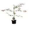 Acero rosso giapponese - Acer palmatum 'Garnet' | 60-80 cm Anteprima dell’immagine prodotto 2