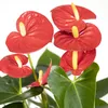 Anthurium Red - Ø17cm - ↕55cm - Ø12cm - ↕40cm Produktbild-Vorschau 7
