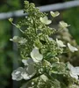Hydrangea pan. 'Kyushu' - Rispenhortensie 40- 50 cm Produktbild-Vorschau 3