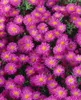Kissen-Aster Kassel, im Topf - Aster dumosus Produktbild-Vorschau 4