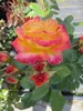 Beetrose Gartenspaß® - Rosa Gartenspaß® - Kordes Rose - Produktbild-Vorschau 3