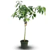 Avocatier - hass - persea americana - arbre fruitier - ↕ Voir les images du produit 1