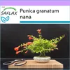 SAFLAX - Trpasličí granátové jablko - Punica granatum nana Náhľad obrázku produktu 9
