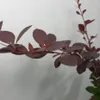 Berberys Thunberga  Atropurpurea 1L Podgląd zdjęcia produktu 7