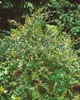 Berberis media 'Parkjuweel', Berberitze, 30–40 cm, Produktbild-Vorschau 3