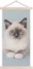 MuchoWow® Textilposter Katze - Ragdoll Katze - Blau - Produktbild-Vorschau 1