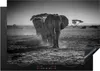 KitchenYeah© Herdabdeckplatte Elefant - Einfarbig - Tiere - Produktbild-Vorschau 1
