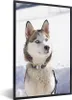 MuchoWow® Gerahmtes Poster Sibirischer Husky im Schnee Produktbild-Vorschau 1