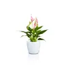 Lechuza Obal Classico Color Deco, průměr 10 cm, bílá Náhled obrázku produktu 3
