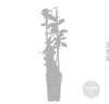 Bloomique - Wisteria Floribunda Alba - Blauregen Produktbild-Vorschau 4