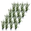 Green boutiQ - 16x Cupressocyparis leylandii 2011 - Produktbild-Vorschau 2