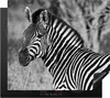 KitchenYeah® Krycí deska na sporák zebra, 59x52cm, dekorace Náhled obrázku produktu 1