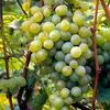 Winorośl Iza Zaliwska 2L Podgląd zdjęcia produktu 5
