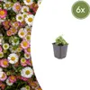 Margherita Erigeron karvinskianus – 6 piante – 10-25 cm – Ø Anteprima dell’immagine prodotto 4