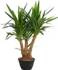 Dehner Yucca-Palme, Yucca elephantipes, Palmlilie, Produktbild-Vorschau 1