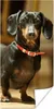 MuchoWow® Poster Porträt eines schwarzen Dackels 60x120 cm Produktbild-Vorschau 1