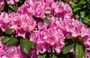 Rhododendron ponticum "Roseum" Fiori rosa - Altezza 60 cm - Anteprima dell’immagine prodotto 2