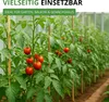 Stabtomaten Tamina Samen - Solanum lycopersicum Produktbild-Vorschau 7