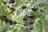 SAFLAX  -- Tomate - Cerise noire - 10 graines - Avec Voir les images du produit 7