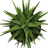 Haworthia fasciata "Big Band" - plante en pot de 10,5cm Voir les images du produit 3