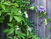 Maypop (Passiflora incarnata)  – 5 kusů Náhled obrázku produktu 2