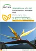 SAFLAX - Gelbe Strelitzie - Mandelas Gold - Strelitzia Produktbild-Vorschau 1