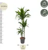 Drzewo smocze Dracaena Janet Craig 150cm, srednica 24cm - Podgląd zdjęcia produktu 2