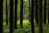 Muralo XXL Vlies FOTOTAPETE Waldlandschaft der Pflanzen Produktbild-Vorschau 2