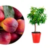 Meine Orangerie - Zwergobst Stämmchen Nektarine - Produktbild-Vorschau 1