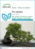 SAFLAX  - Pin parasol - 6 graines - Pinus Voir les images du produit 1