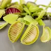 Bloomique - Dionaea Muscipula - Dionée Attrape-Mouche - Voir les images du produit 3