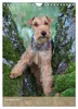 Welsh Terrier - viel Hund in kleiner Verpackung Produktbild-Vorschau 13