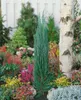 Juniperus scopulorum 'Blue Arrow', Wacholder, säulenförmig, Produktbild-Vorschau 8