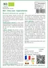SAFLAX  -- Chou-rave - Superschmelz - 20 graines - Brassica Voir les images du produit 3
