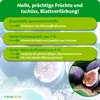 Purgrün -Feigendünger 1 Liter, Produktbild-Vorschau 3
