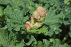 A close-up view of a rhubarb plant with large green leaves and a developing flower bud. Produktbild-Vorschau